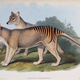 Illustration for article titled 10 Amazing Photos From the Museum of Natural Historys Online Archive